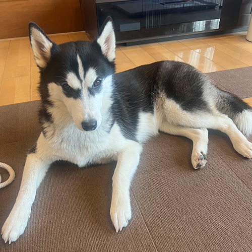 診療対象：犬