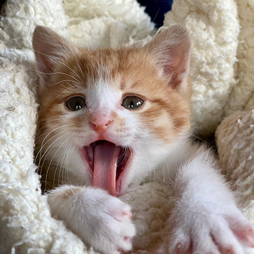 診療対象：猫