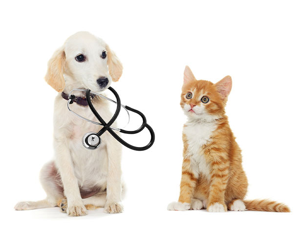 犬猫イラスト